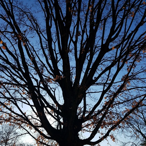 Meet your Posher, Denise - Picture 2 of 2